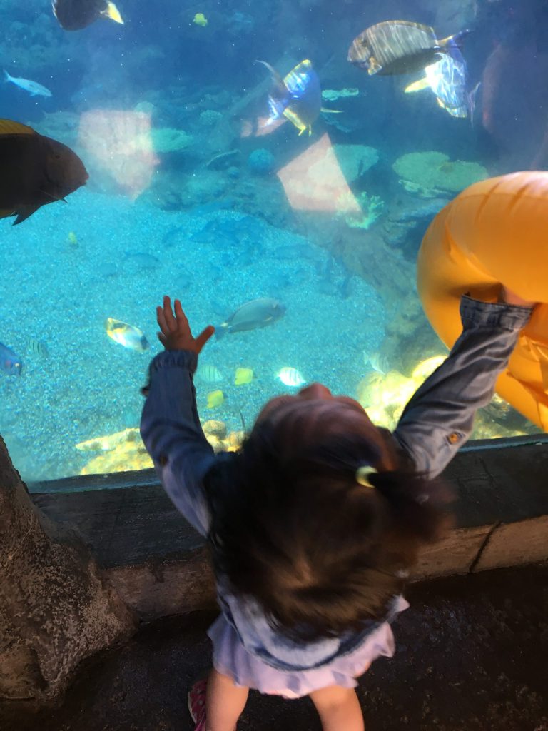 アウラニディズニー｜フィード体験ができるレインボーリーフ