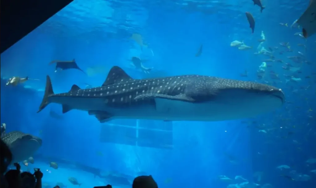 ルネッサンスリゾートオキナワ子連れ宿泊レポ｜美ら海水族館