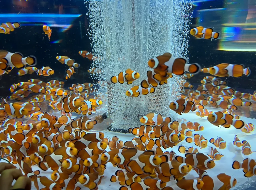 鴨川シーワールド｜フィーディング｜ニモの集団