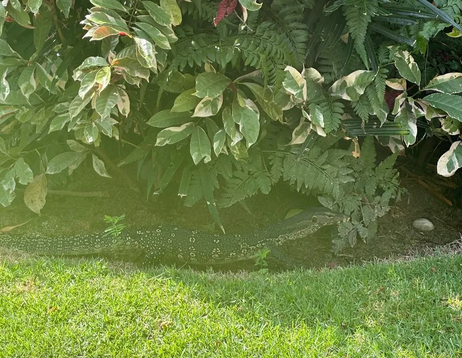 シャングリラ ゴールデン サンズ ペナン (Shangri-La Golden Sands, Penang)ガーデン