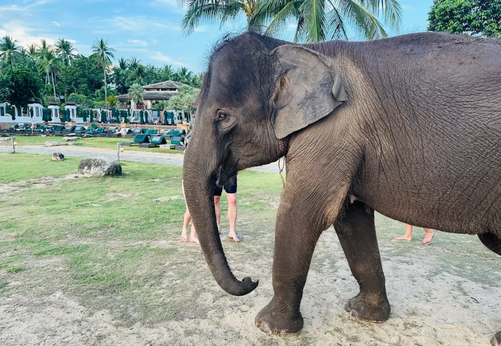 子連れにおすすめ!JWマリオット プーケット リゾート&スパ|プール前に現れたゾウ