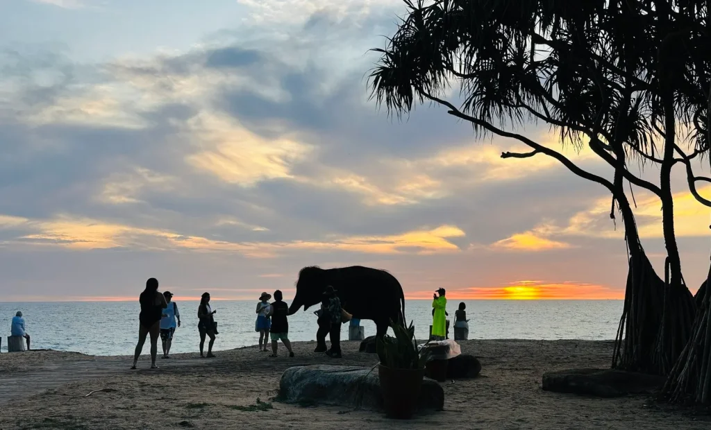 子連れにおすすめ!JWマリオット プーケット リゾート&スパ|ホテル前に現れたゾウとサンセット