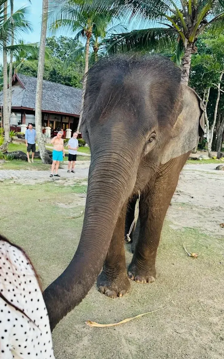 子連れにおすすめ!JWマリオット プーケット リゾート&スパ|プール前に現れたゾウ