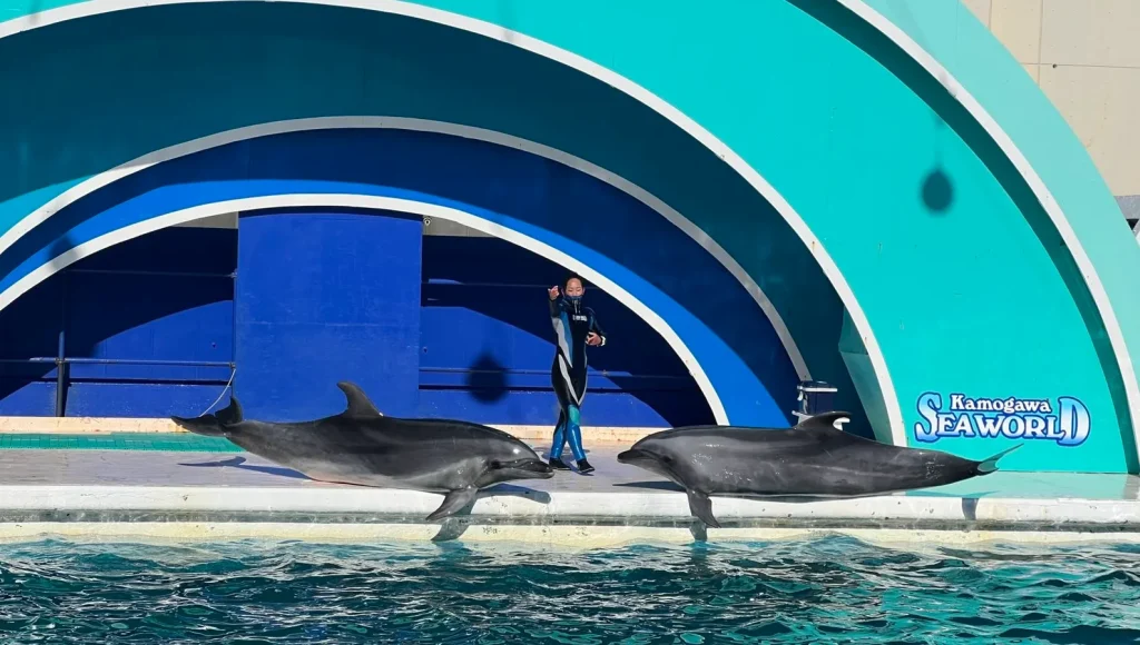 鴨川シーワールド いるかパフォーマンスショー