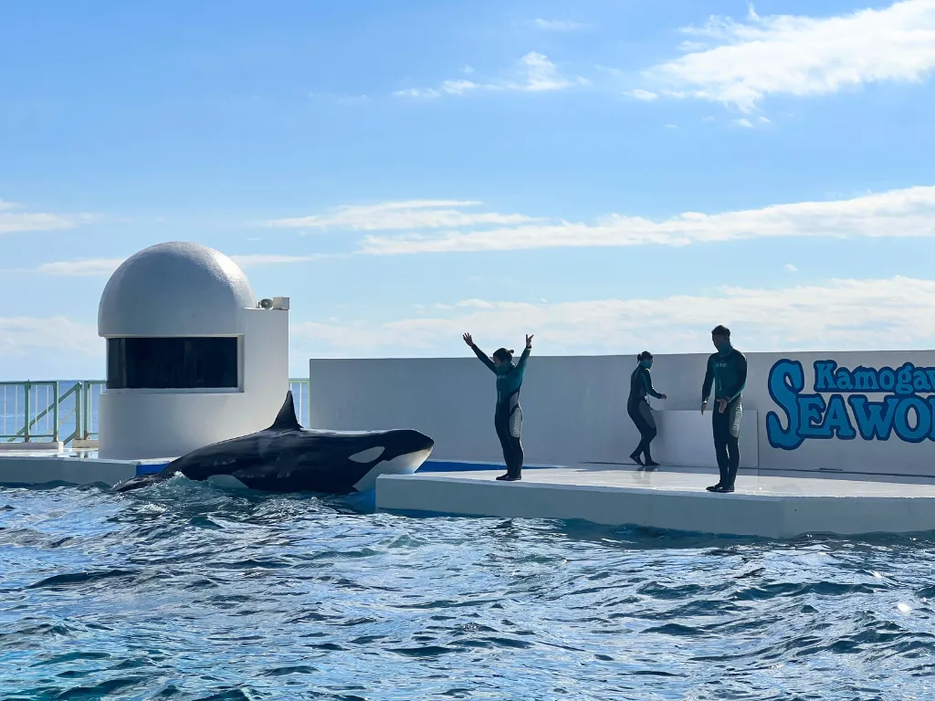 鴨川シーワールドシャチショー