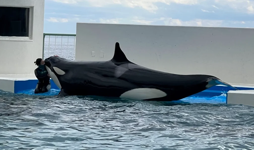 鴨川シーワールド　シャチショー