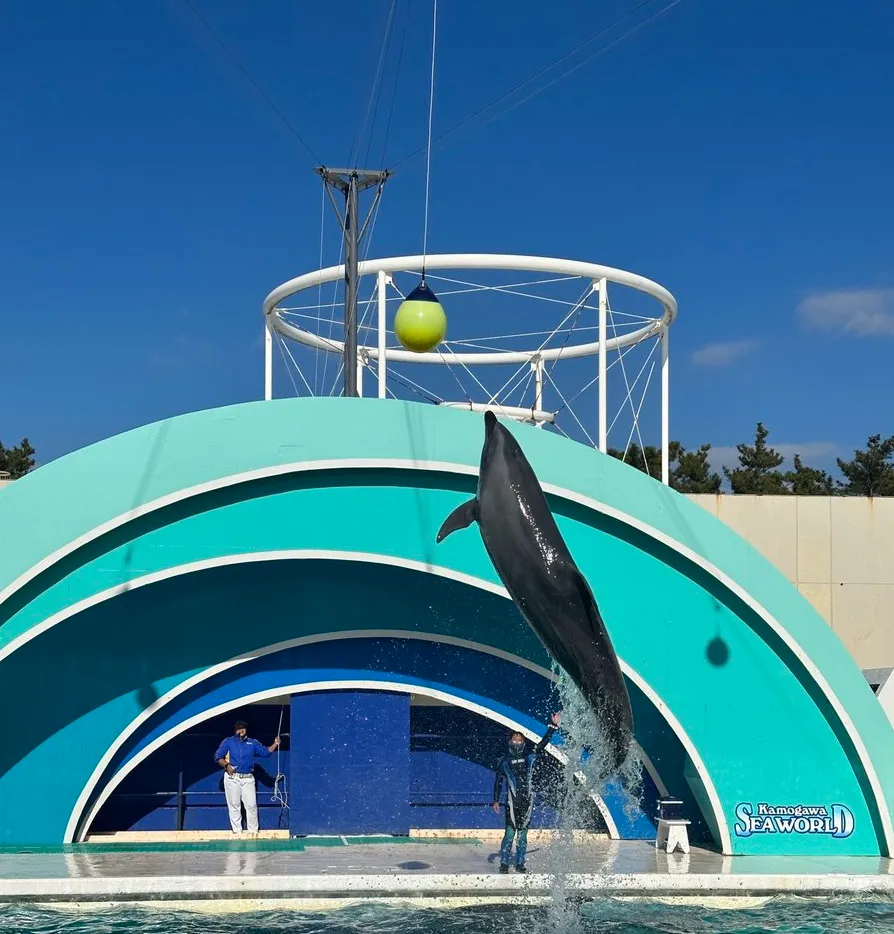 鴨川シーワールドイルカショー