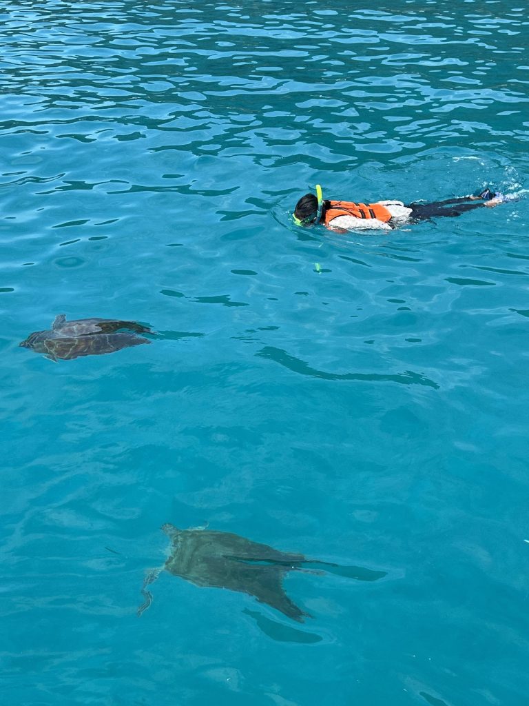 レダン島　亀とシュノーケリング