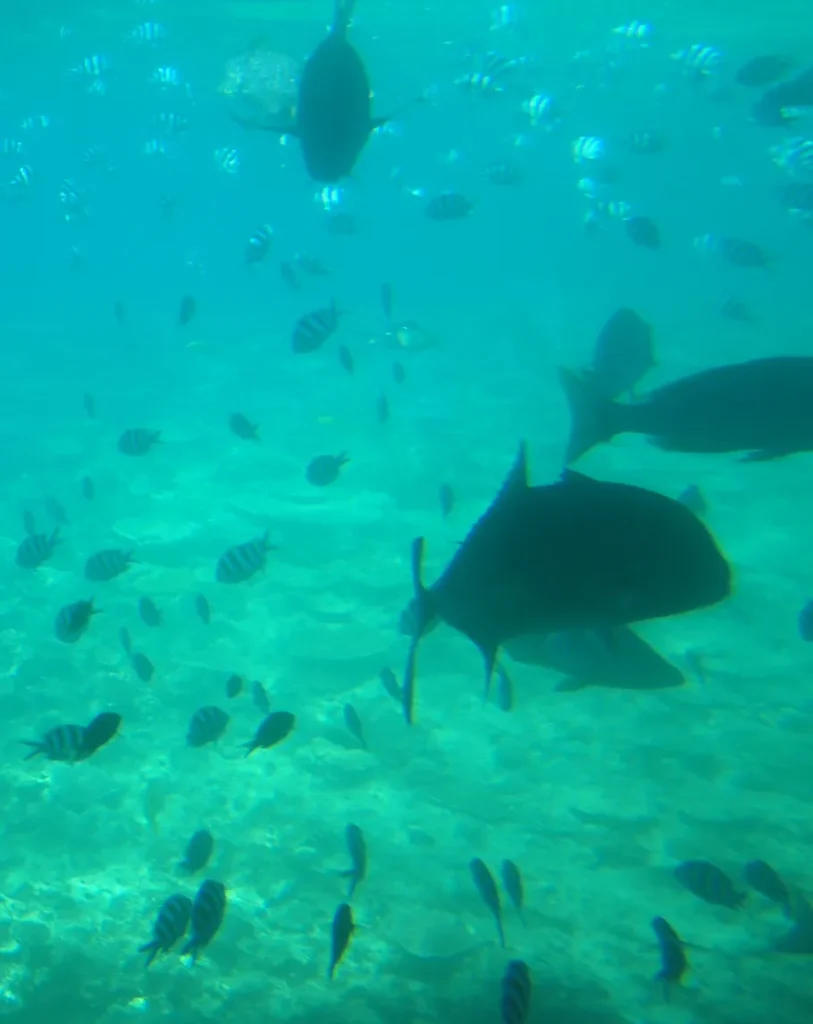 ルネッサンスリゾートオキナワ子連れ宿泊レポ｜クマノミクルーズ