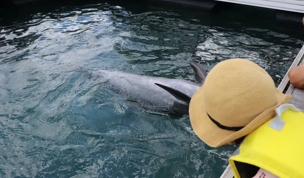 ルネッサンスリゾートオキナワ子連れ宿泊レポ｜イルカのアクティビティ