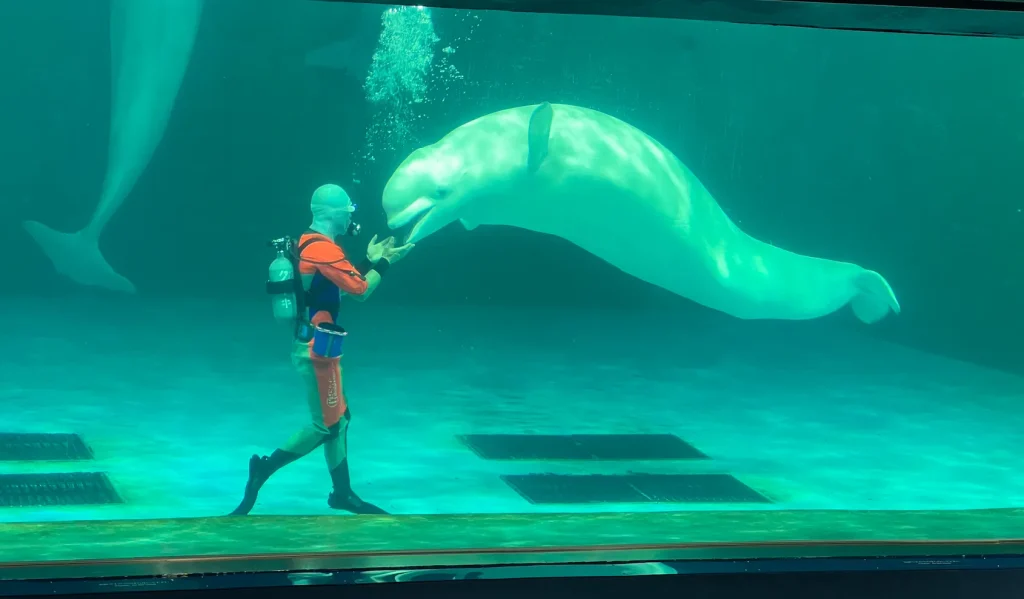 子連れで鴨川シーワールド｜ベルーガ