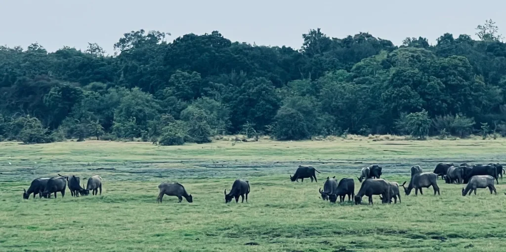 【体験談】スリランカ子連れ旅・ミンネリア国立公園のジープサファリ
