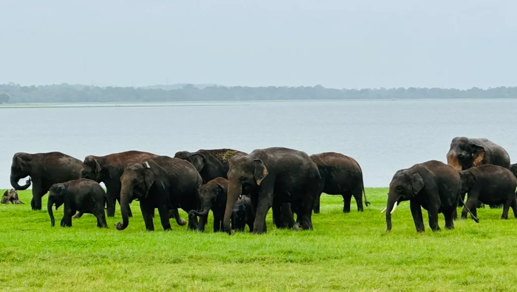 【体験談】スリランカ子連れ旅・ミンネリア国立公園のジープサファリ