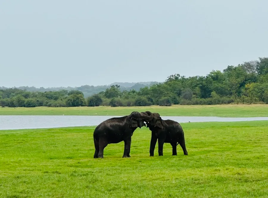 【体験談】スリランカ子連れ旅・ミンネリア国立公園のジープサファリ
