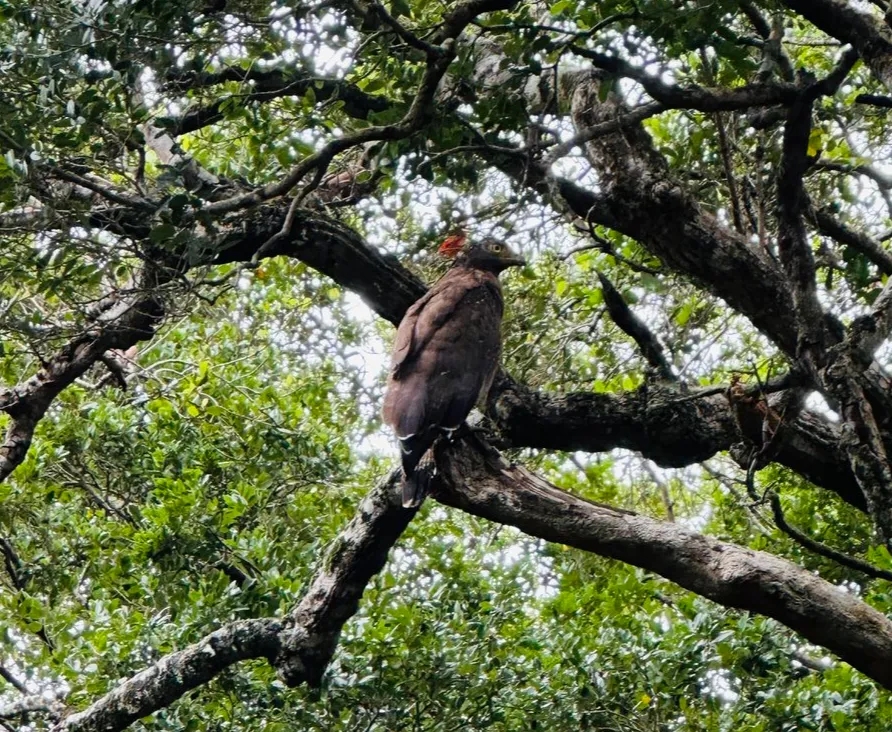 【体験談】スリランカ子連れ旅・ミンネリア国立公園のジープサファリ