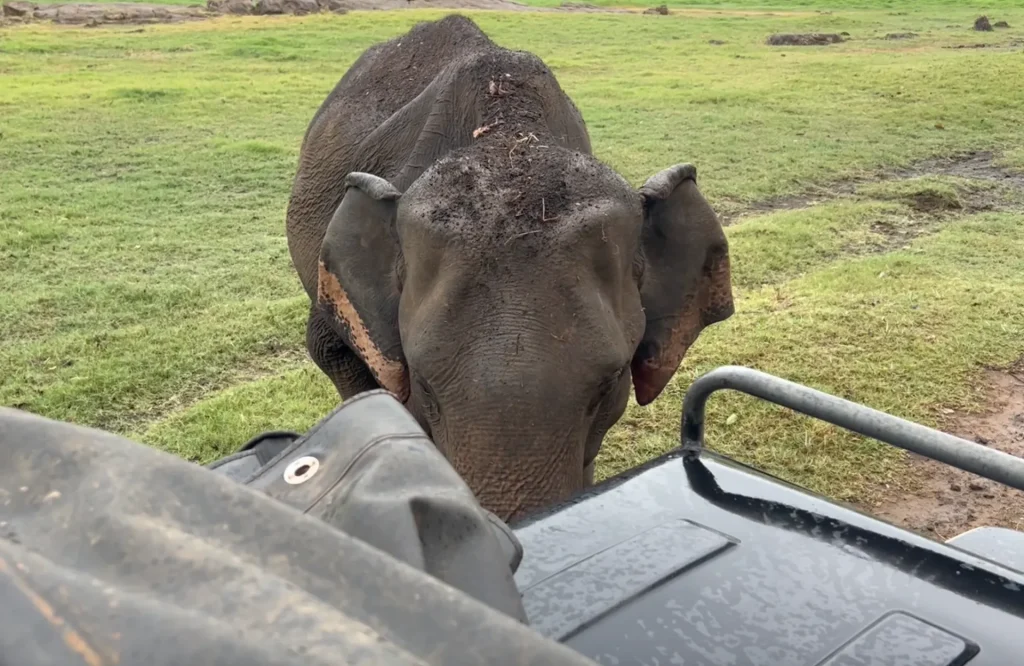 【体験談】スリランカ子連れ旅・ミンネリア国立公園のジープサファリの怖い体験