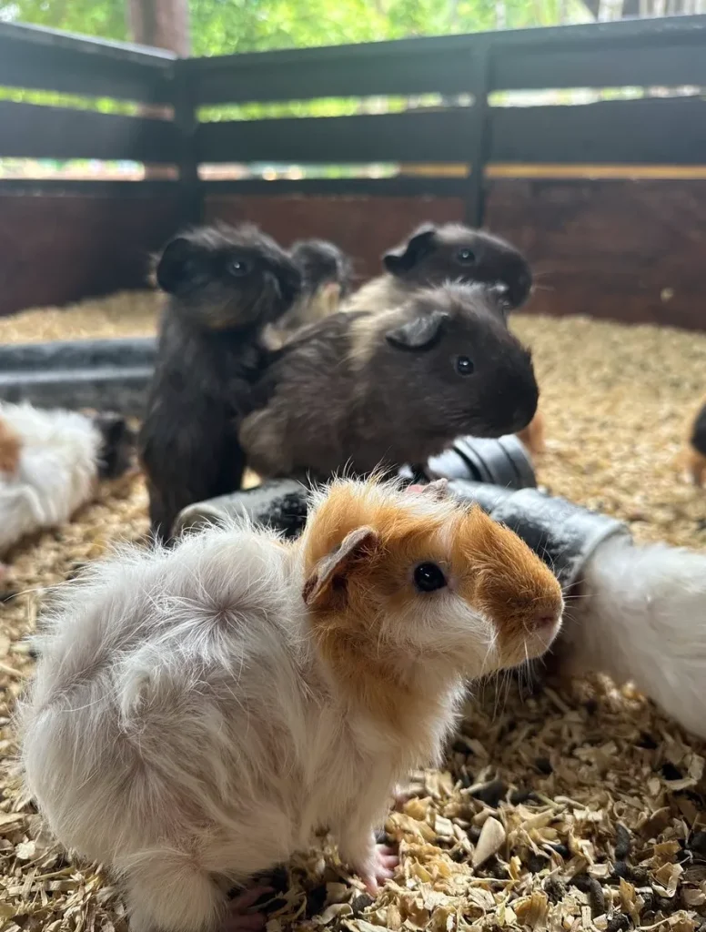 sunwaylagoonサンウェイラグーンワイルドパーク餌やり