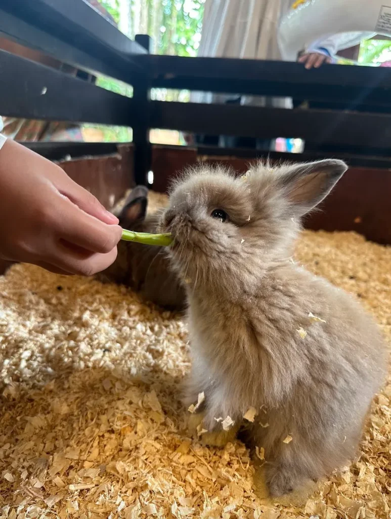 sunwaylagoonサンウェイラグーンワイルドパーク餌やり